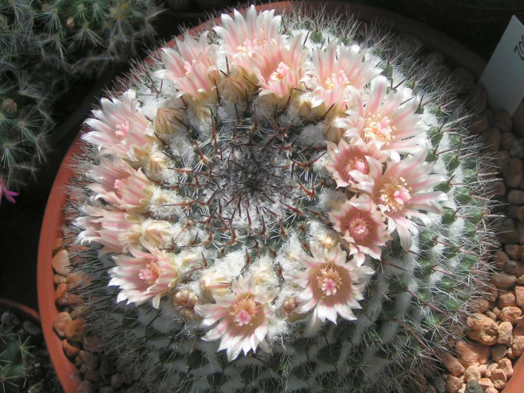 Mammillaria formosa